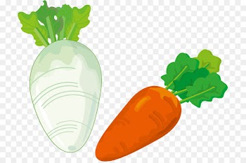 Ukha Fish soup Carrot Clip art - White radish carrot PNG vector material 