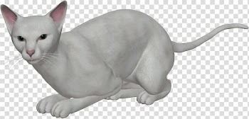 Ukrainian Levkoy Tonkinese cat Domestic short-haired cat Whiskers, White cat transparent background PNG clipart