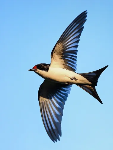 Ultra HD Capture of a Swallow in Flight: Stunning Realism Ultra HD Capture of a Swallow in Flight: Stunning Realism