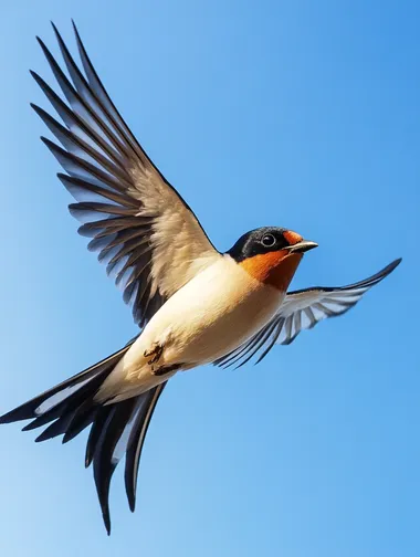Ultra HD Capture of a Swallow in Flight: Super Realistic 8K Ultra HD Capture of a Swallow in Flight: Super Realistic 8K