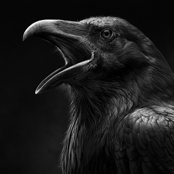 Ultra Realistic Black and White Raven