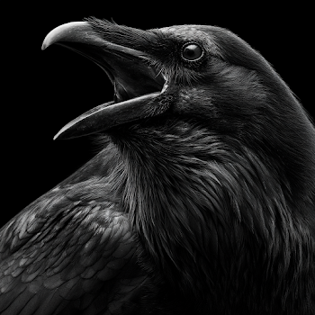 Ultra Realistic Black and White Raven with Opened Mouth