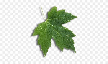 Ultrasound - Amniocentesis - Sonohysterography - Maple Leaf