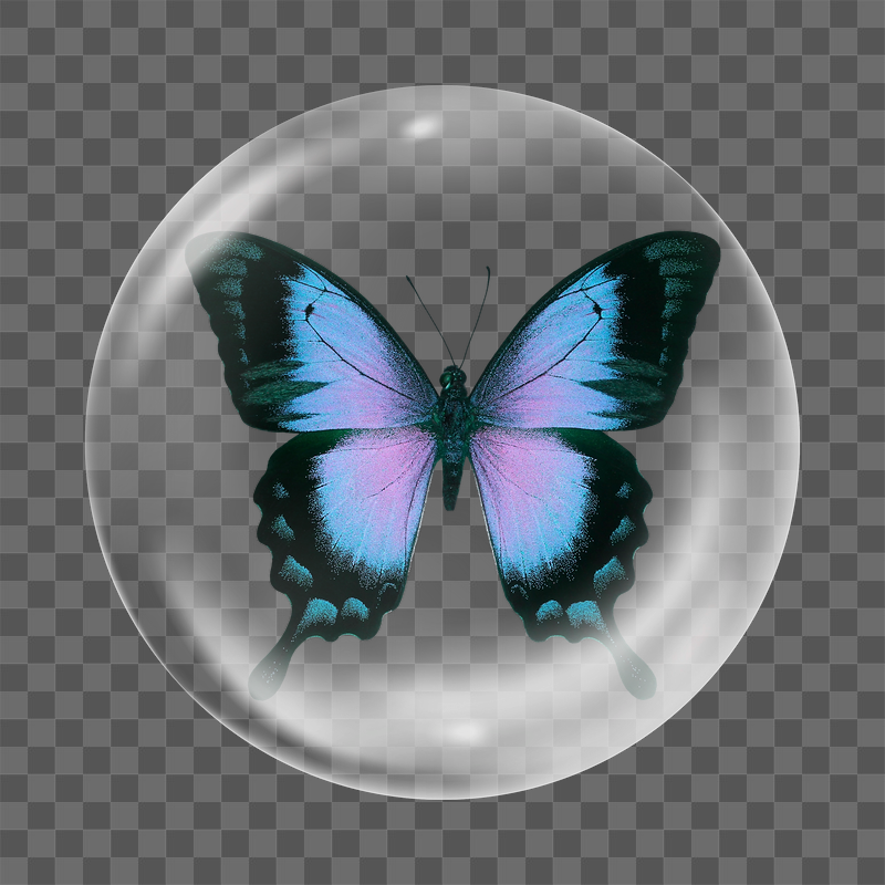 Ulysses butterfly png   | Free PNG - rawpixel
