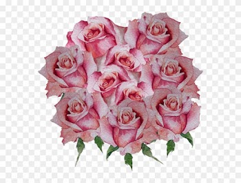 Uma Ilustração Da Coleção Cor De Rosa Livre Png E Psd - Garden Roses
