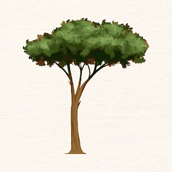 Umbrella pine tree | Free stock vector - 936600