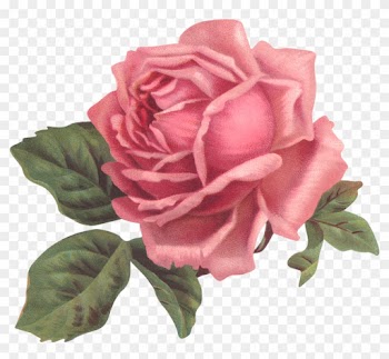 Un Poco De Romanticismo Antes Que Acabe El Domingo - Old Rose Informant By Brent C Dickerson