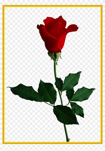Unbelievable Rose No Background Check All Pics Of Flower - Red Rose No Background
