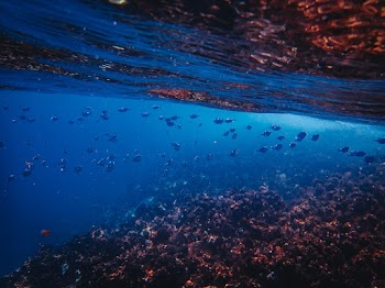 Under The Sea