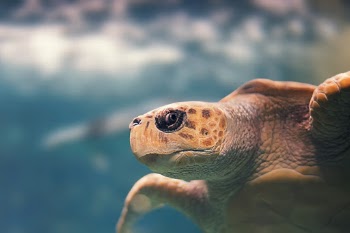 Undersea Turtle