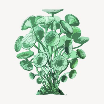 Underwater algae clipart, vintage illustration | Free Vector - rawpixel