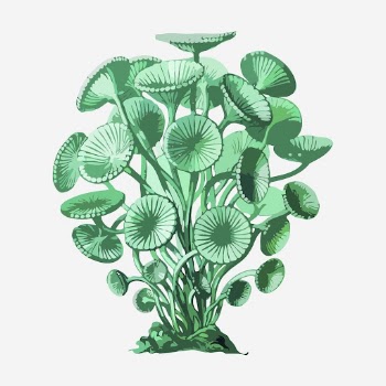 Underwater algae hand drawn illustration. | Free Photo - rawpixel