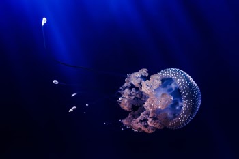 Underwater beautiful jellyfish.