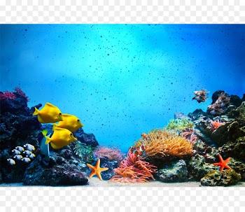 Underwater Coral reef fish Royalty-free Photography - Star Ocean 