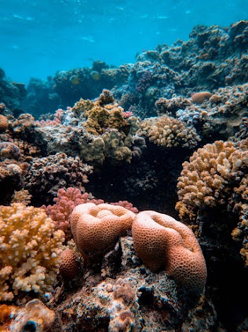 Underwater Photography Of Corals