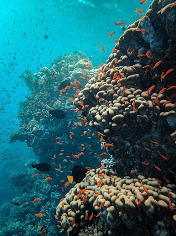 Underwater Photography of School of Fish