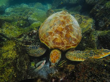 Underwater Photography Of Turtle