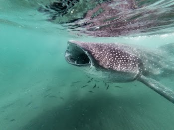 Underwater Photography of Whale Shark
