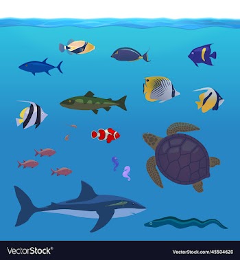 underwater tropical fishes shark sea turtle