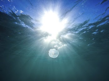 Underwater view of a jellyfish | Free Photo - rawpixel