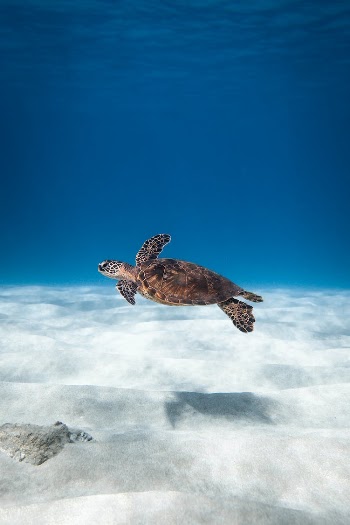 Underwater View of Sea Turtle Swimming in Sea