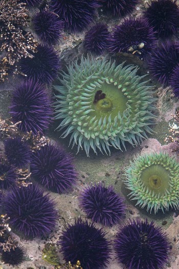 Underwater world. Original public domain | Free Photo - rawpixel