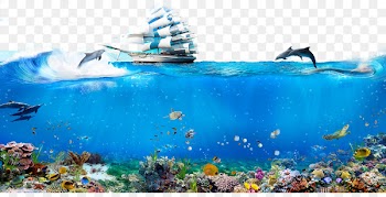 Underwater World, Singapore Dolphin Android Wallpaper - Underwater World Dolphin Sailing 