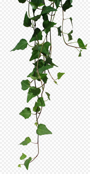 Unearthed Arcana Dungeons & Dragons Pathfinder Roleplaying Game Weapon Elf - Transparent Vines Png 