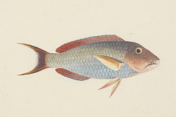 Unidentified Fish by Luigi Balugani | Free Photo - rawpixel