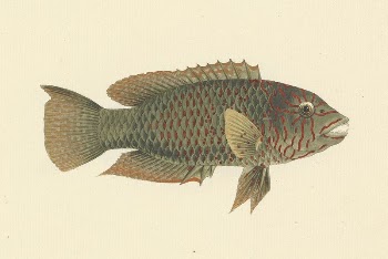 Unidentified Fish by Luigi Balugani | Free Photo - rawpixel