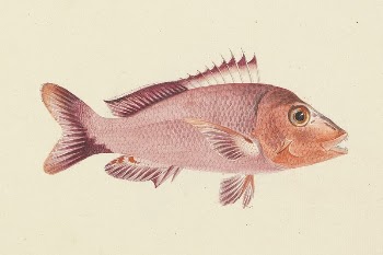 Unidentified Fish by Luigi Balugani | Free Photo - rawpixel