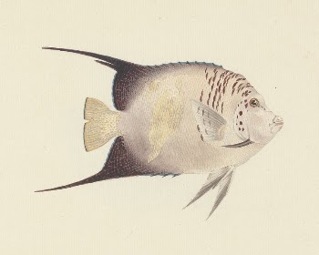 Unidentified Fish by Luigi Balugani | Free Photo - rawpixel