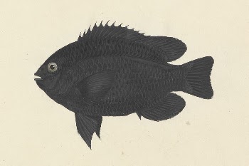 Unidentified Fish by Luigi Balugani | Free Photo - rawpixel