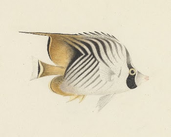 Unidentified Fish by Luigi Balugani | Free Photo - rawpixel