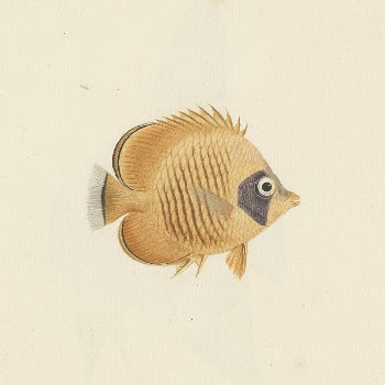 Unidentified Fish by Luigi Balugani | Free Photo - rawpixel