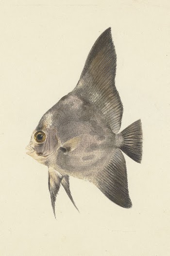 Unidentified Fish by Luigi Balugani | Free Photo - rawpixel