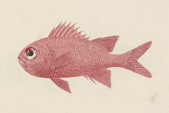 Unidentified Fish by Luigi Balugani | Free Photo - rawpixel