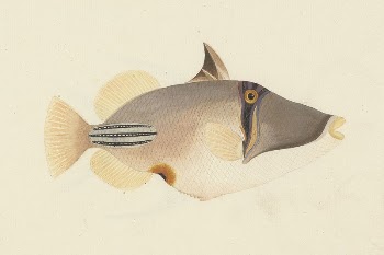 Unidentified Fish by Luigi Balugani | Free Photo - rawpixel