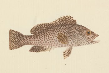 Unidentified Fish by Luigi Balugani | Free Photo - rawpixel