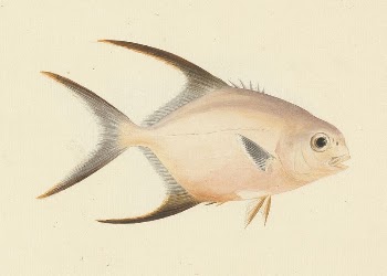 Unidentified Fish by Luigi Balugani | Free Photo - rawpixel