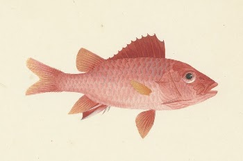Unidentified Fish by Luigi Balugani | Free Photo - rawpixel