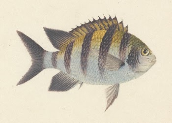 Unidentified Fish by Luigi Balugani | Free Photo - rawpixel