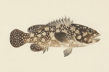Unidentified Fish by Luigi Balugani | Free Photo - rawpixel