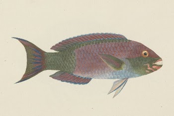 Unidentified Fish by Luigi Balugani | Free Photo - rawpixel
