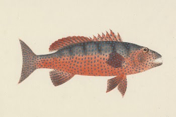Unidentified Fish by Luigi Balugani | Free Photo - rawpixel