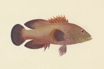 Unidentified Fish by Luigi Balugani | Free Photo - rawpixel