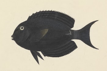 Unidentified Fish by Luigi Balugani | Free Photo - rawpixel