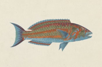 Unidentified Fish | Free Photo - rawpixel
