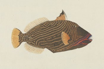 Unidentified Fish | Free Photo - rawpixel