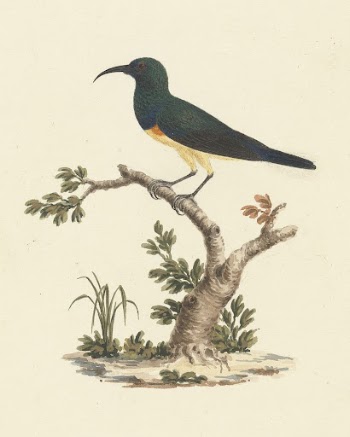 Unidentified Sunbird by Luigi Balugani | Free Photo - rawpixel